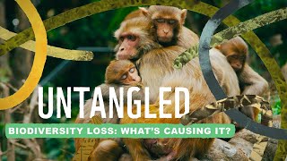 Untangled: Biodiversity loss  what on Earth is causing it?