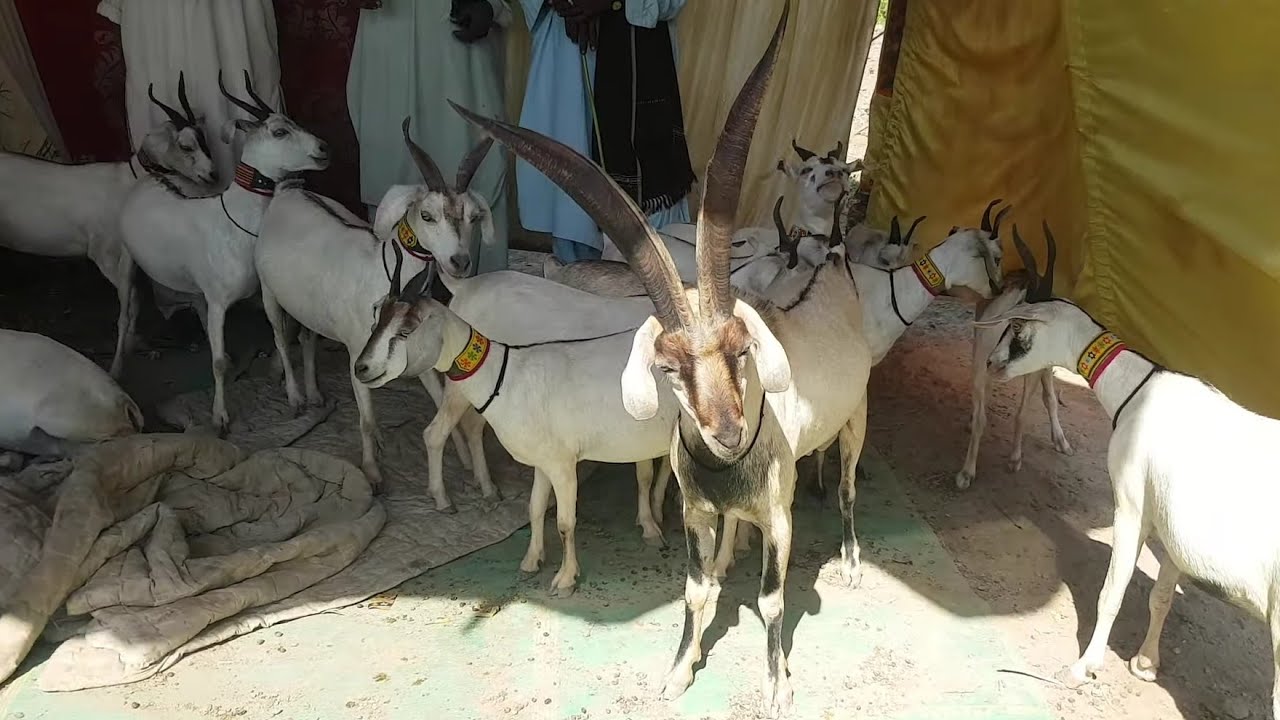 Big Horn Goat Breed New World Record of Longest Flat Horns Complete