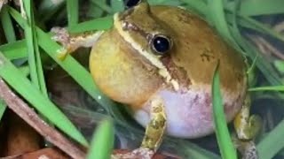 New Style Frog Breathing ढक क आवज Techniques Style Frog