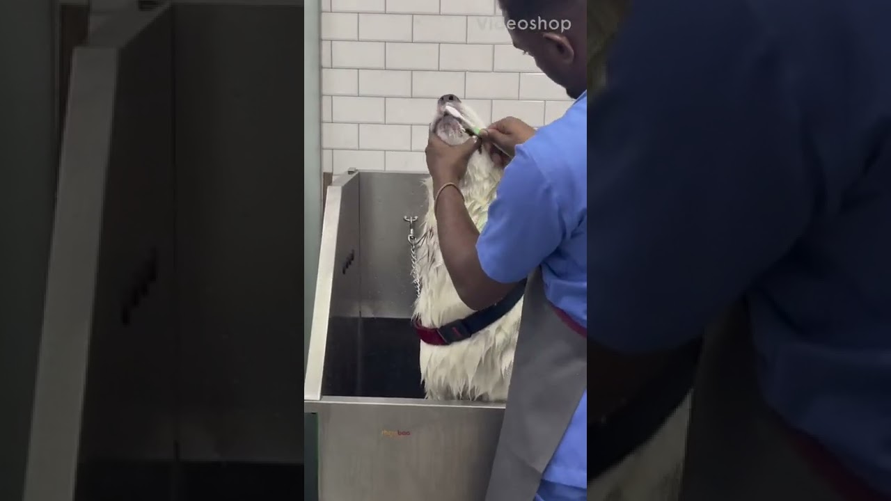 Urban hub pet Grooming