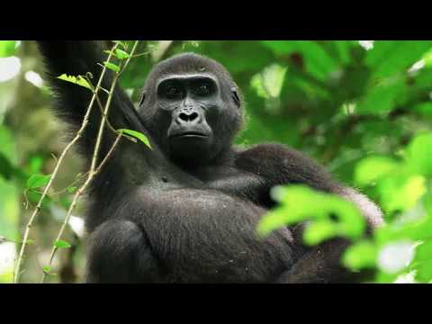 რა არის ბიომრავალფეროვნება?