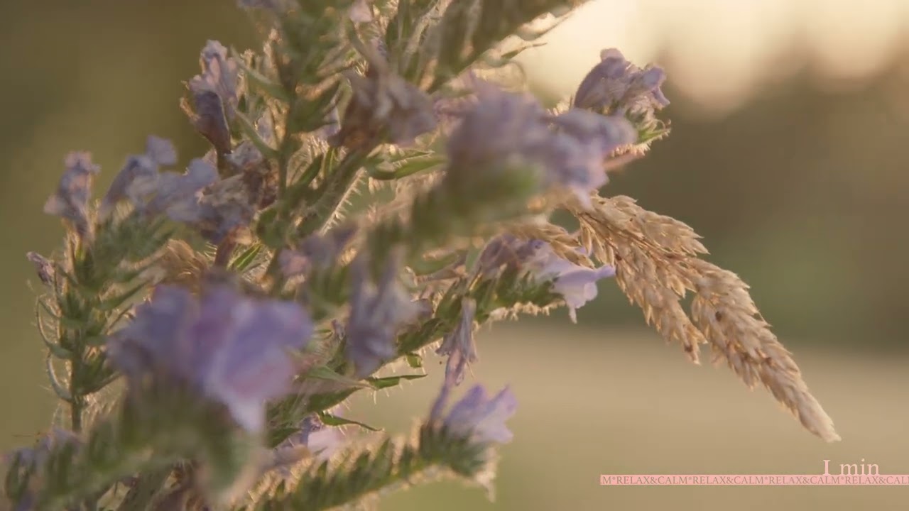 Neverending - one-minute relax - beautiful music for meditation dreams work and calmness