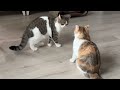 Epic Cat Battle: Who Will Win?