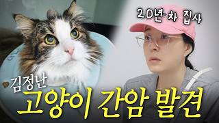 13살 고양이 루카에게 찾아온 증상 없는 고양이 암 (노묘, 간암 수술)