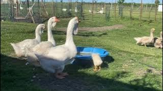 11.05.2021. Holmogory geese in Olympus farm today.