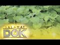 Salamat Dok: Health benefits of Oregano