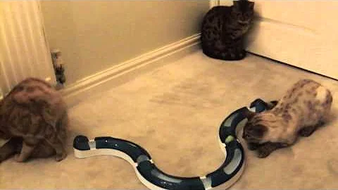 Video 10030271: bengal cat playing, spotted bengal
