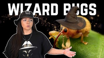 WEEVILS i think that you will LIKE | Lindsay Nikole