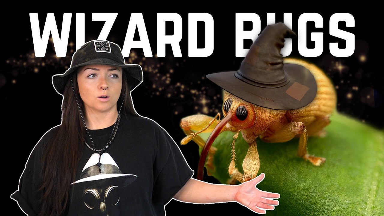 WEEVILS i think that you will LIKE | Lindsay Nikole