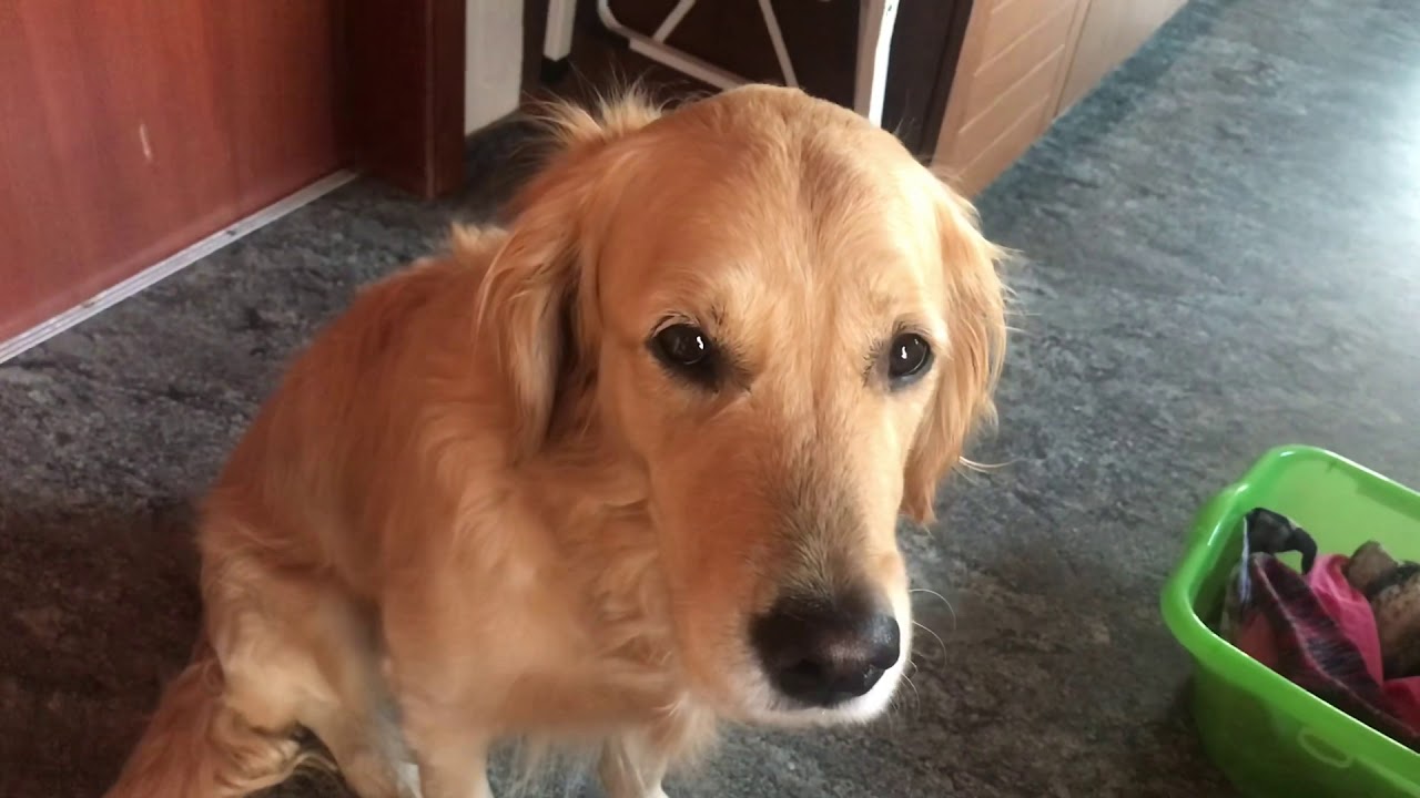 Hund hilft Waschen! YouTube
