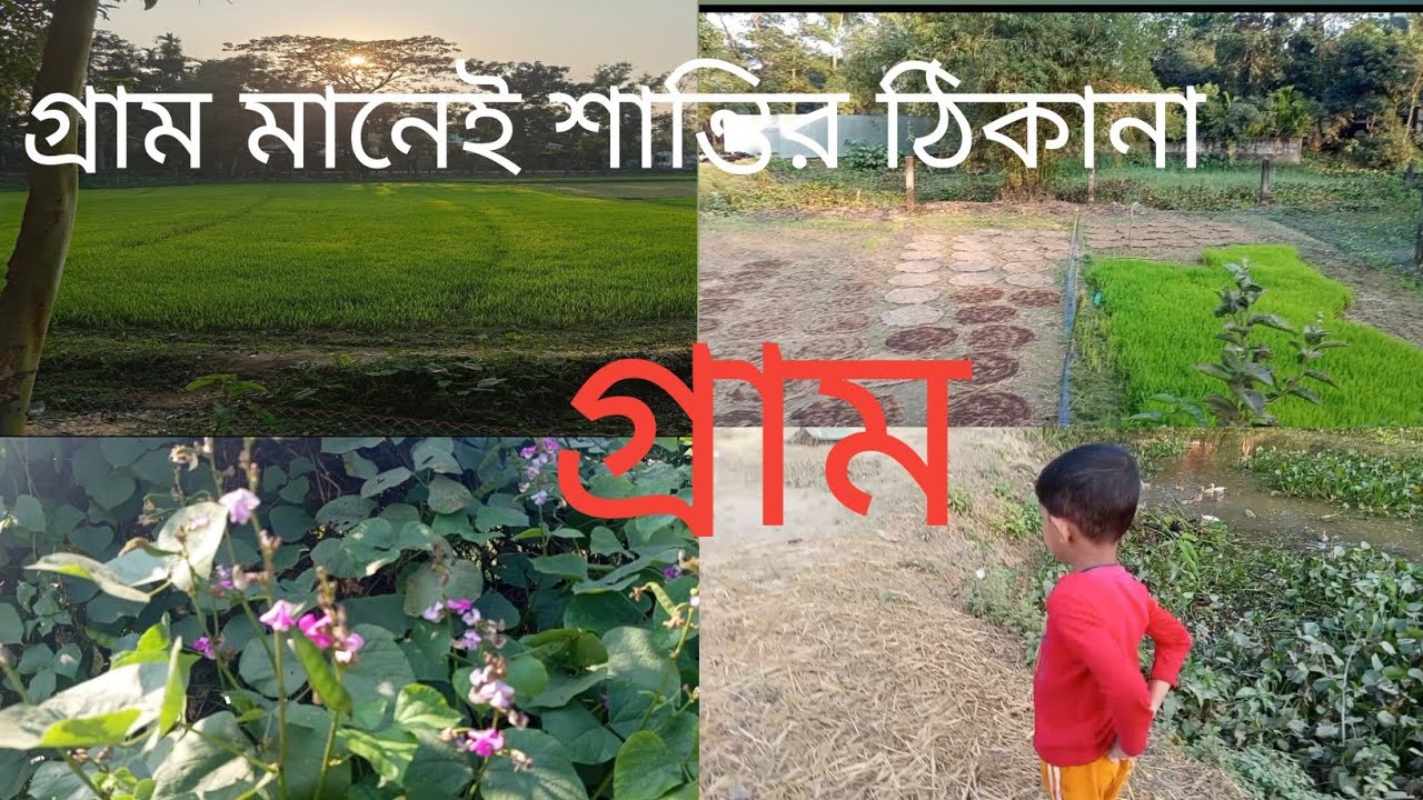 গ্রাম বাংলার সুন্দর প্রাকৃতিক দৃশ্য🫛♥️|| Natural Video|| Village || Village Life|| Viral Video 