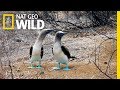 The blue footed boobies mating dance  wild love