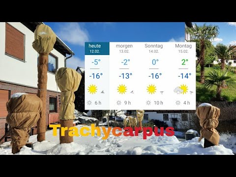 Pamen 🌴 Winterschutz 16 C⁰ mit Heizkabel und Kokosmatte für Hanfpalmen