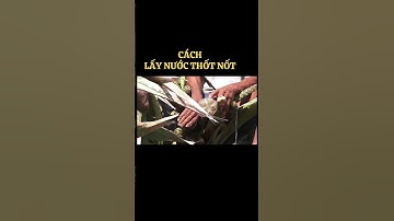 CÁCH LẤY NƯỚC THỐT NỐT VỀ LÀM ĐƯỜNG THỐT NỐT @Kenhcuathyle # #thyle #short