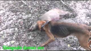 Adana Domuz Avcıları Domuzavcısı İbrahim