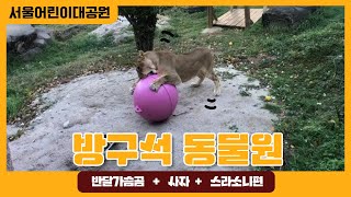 서울어린이대공원 방구석 동물원(반달가슴곰, 사자, 스라소니편)썸네일