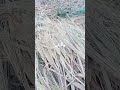 تعرف علي الفرق بين القمح و الشعير الحصاد 
