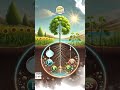 मिट्टी की उर्वरता में पोषक चक्र का महत्व 🌱 | Spring Scientific