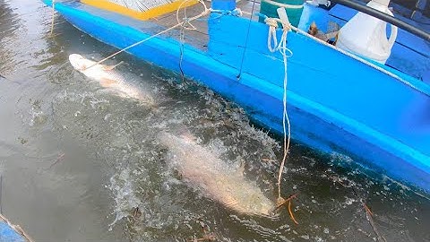 GIĂNG CÂU DÍNH CÁ CHẼM CHÀ BÁ , CÁ NGÁT THÌ GIẬT BẶT BẶT THẤY HAM / SĂN BẮT CÙNG TI LANG THANG