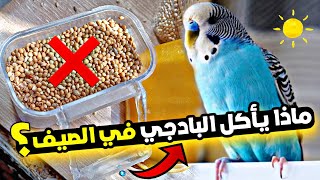 ماذا يأكل البادجي في الصيف؟ احذر ان تتسبب في موت طيورك