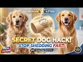 Best Secret Hack Deshedding Brush Tool For Dogs Review [INSANE RESULTS]