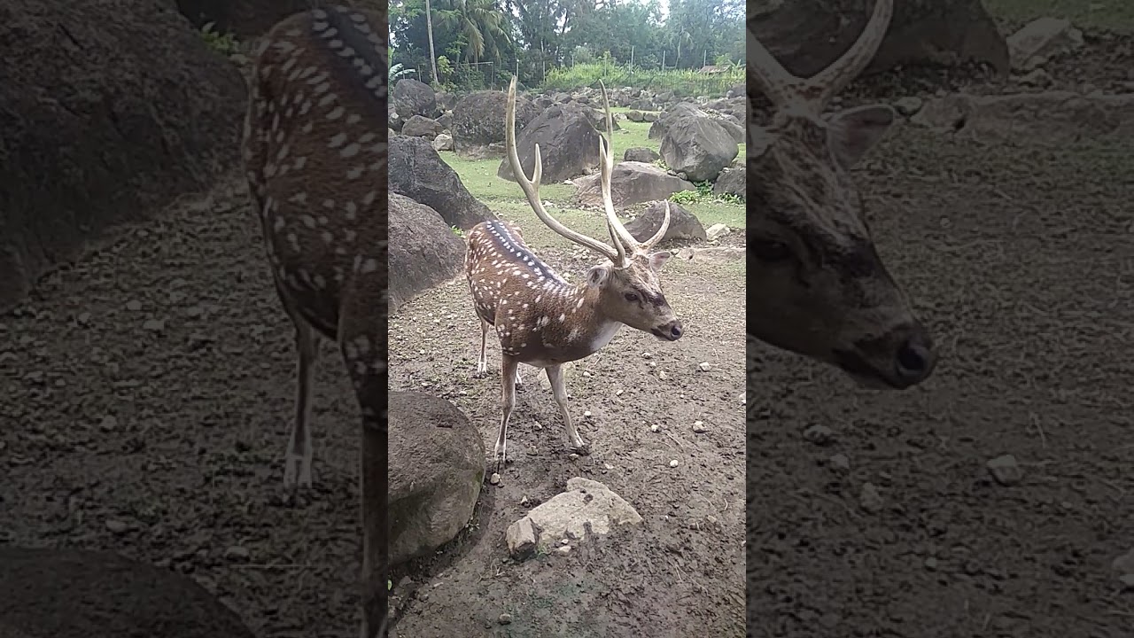 Hewan Yang Lucu & Menggemaskan. 