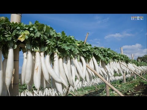 Video: Daikon: Description, Fundamentals Of Agricultural Technology, Useful Properties