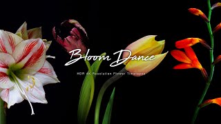 Bloom Dance : HDR 4K Flower Timelapse 50種類の花の開花映像