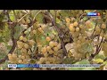 Кабардино-Балкария вошла в  благоприятную зону  для выращивания винограда