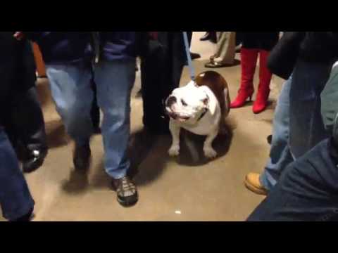 camera iphone 8 plus apk Yale bulldog at the hockey game #nhv