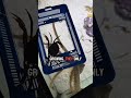 Little Thor the octopus eats a crab meal