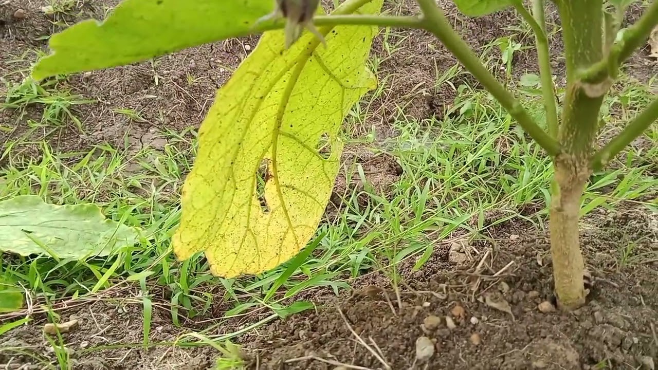 Paraan upang gumanda ang bunga ng talong#farming#agrifuture#subscribers #plslikesubscribe#shares