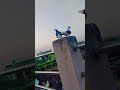 #Kabutar#birds kabutar#pigeons#😎😎