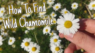 Wild Chamomile  Finding Herbs In Nature