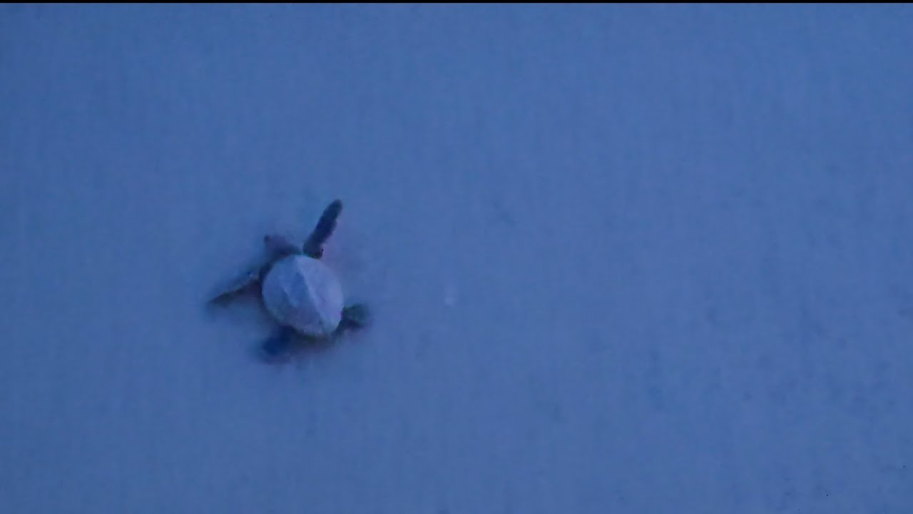 Baby sea turtle hatchling in Sunset Beach, FL