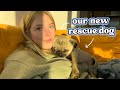 the story of my new rescue dog