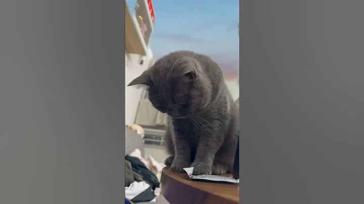 Video 11226141: britishshorthair cat cute funny, meow cute