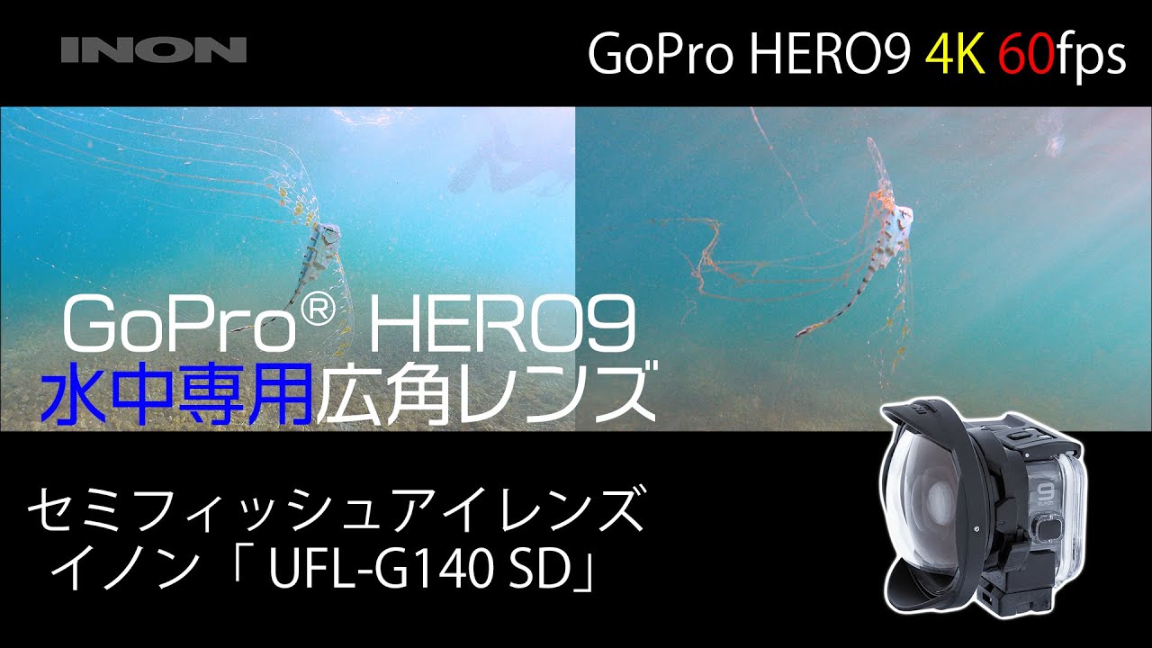 【GoProHERO9】水中専用レンズ「UFL-G140SD」比較動画～深海魚ユキフリソデウオの幼魚～