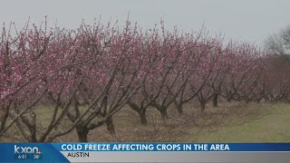 How cold weather affects a peach crop in Stonewall