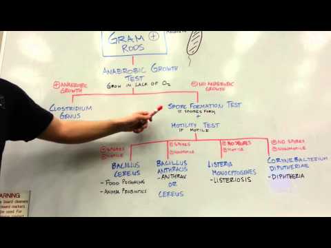 Gram Positive And Gram Negative Flow Chart