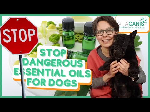 Video: 5 Minyak Esensial Aromaterapi Yang Aman Yang Dapat Membantu Anjing Anda