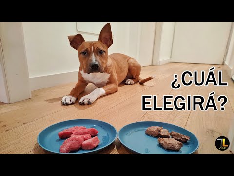 Video: Lea La Política De Carne Cruda De AVMA - Perro Nuggets De Nutrición