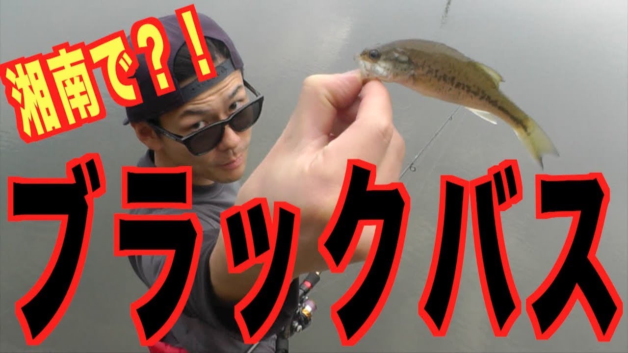 湘南でブラックバス 釣れる 釣れる バス釣りにハマる 魚釣り系you Tuberまとめサイト Fishing 湘南でブラックバス 釣れる 釣れる バス釣りにハマる 魚釣り系you Tuberまとめサイト Fishing