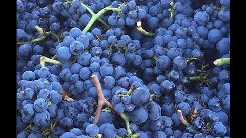 Wine Education 101: Chris Williams describes Pinot Noir