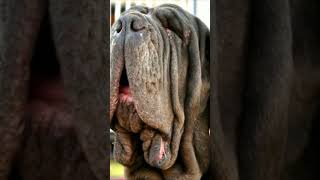 Neapolitan Mastiff Facts #dogbreed #dog #doglover #canine #mastiffbreed #amazingdogs #fact