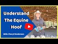 How Horses Hoof Is The Most Important, Yet Often Forgotten, Part Of Their Health