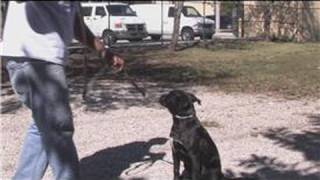 Dog Training Tips : Dog Whistle Training Techniques