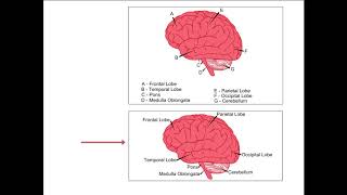Contiguity Principle