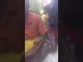 مسلمو بورما يصيحون ويستغيثون ويستصرخون شرفاء العالم لإنقاذهم 2