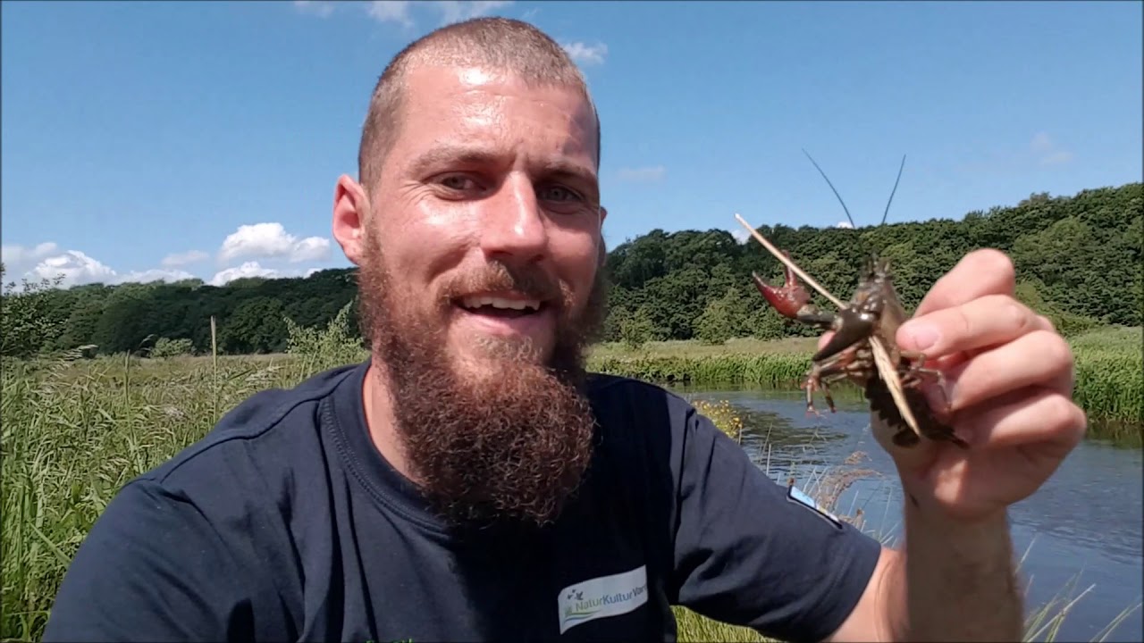 NaturNørd 125. Vi fanger signalkrebs med krebsebrik.